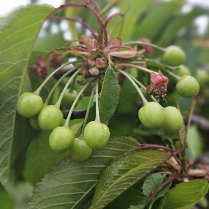 Azienda Agricola Biologica